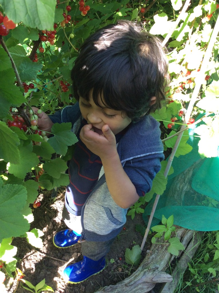 Our red berry bush went down a treat with our two year olds….ummm.