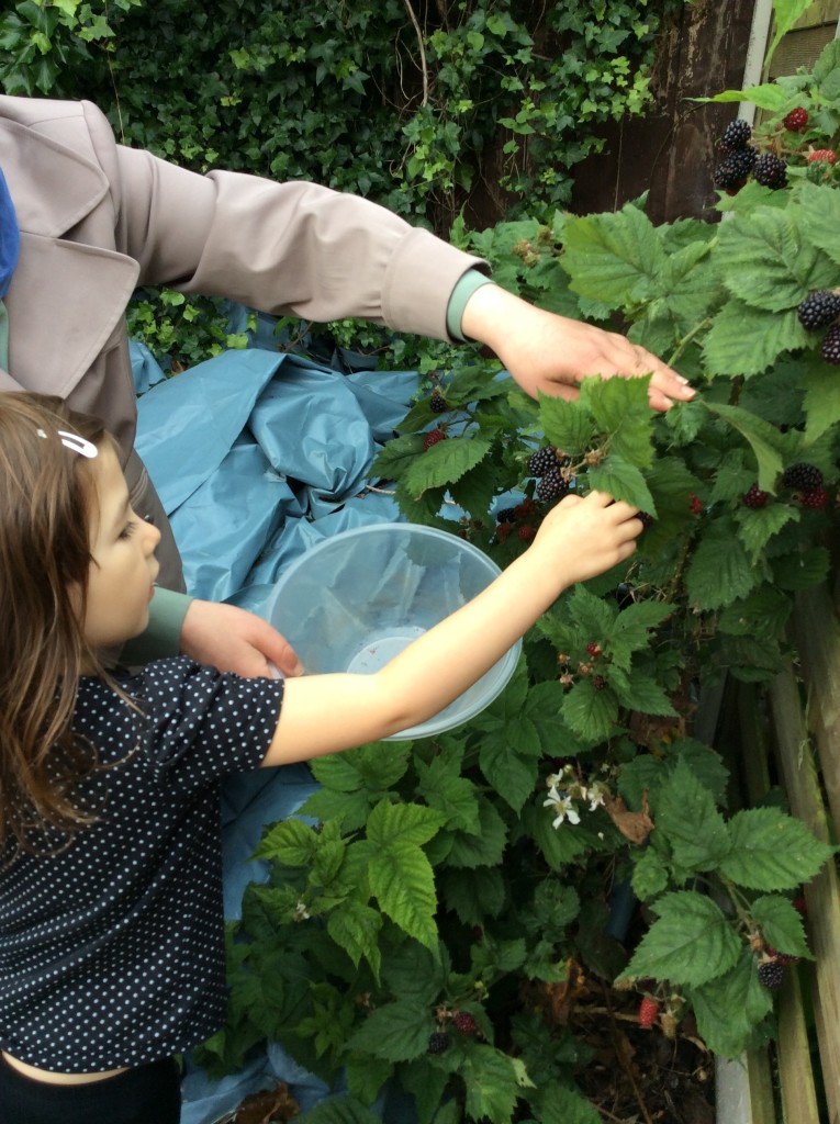 Blackberry Picking in our garden.