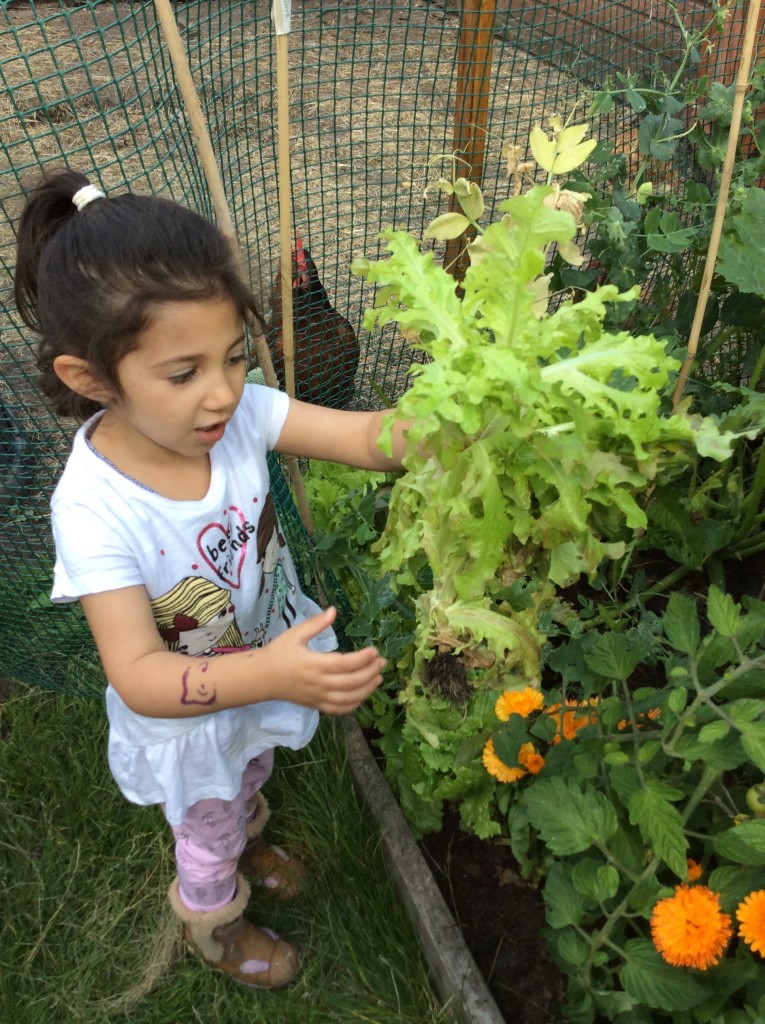 A very, Very Big Lettuce, just ready for our salad. We are also going to share some with the chickens inshallah.