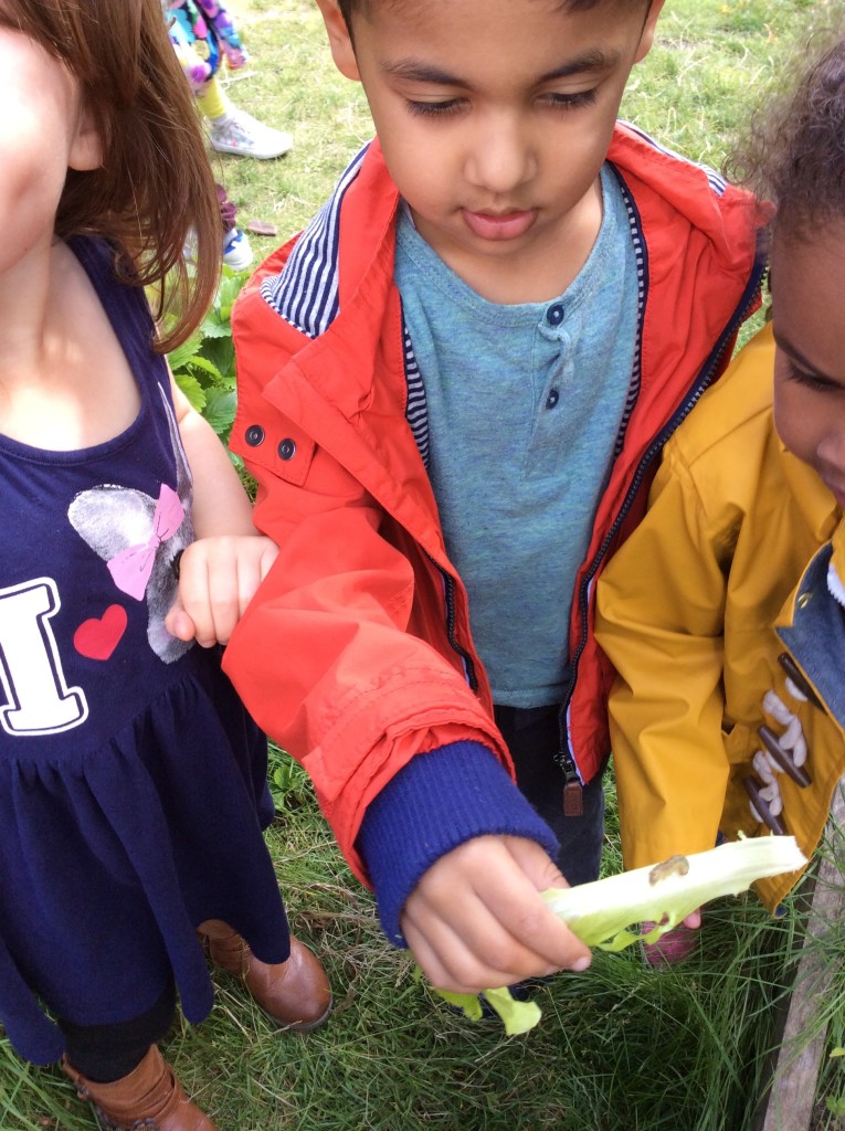 Look, look even the caterpillars like our lettuce. These really must be organic. Alhamdulillah for sharing.