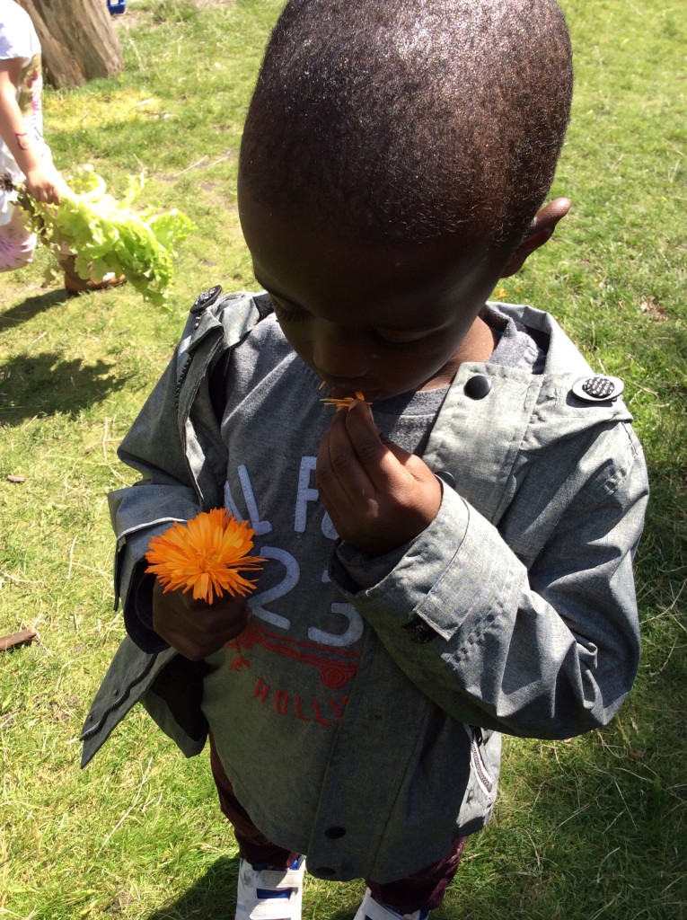 Edible Flowers. These are called Calendula and they taste yummy….Bissmillah.