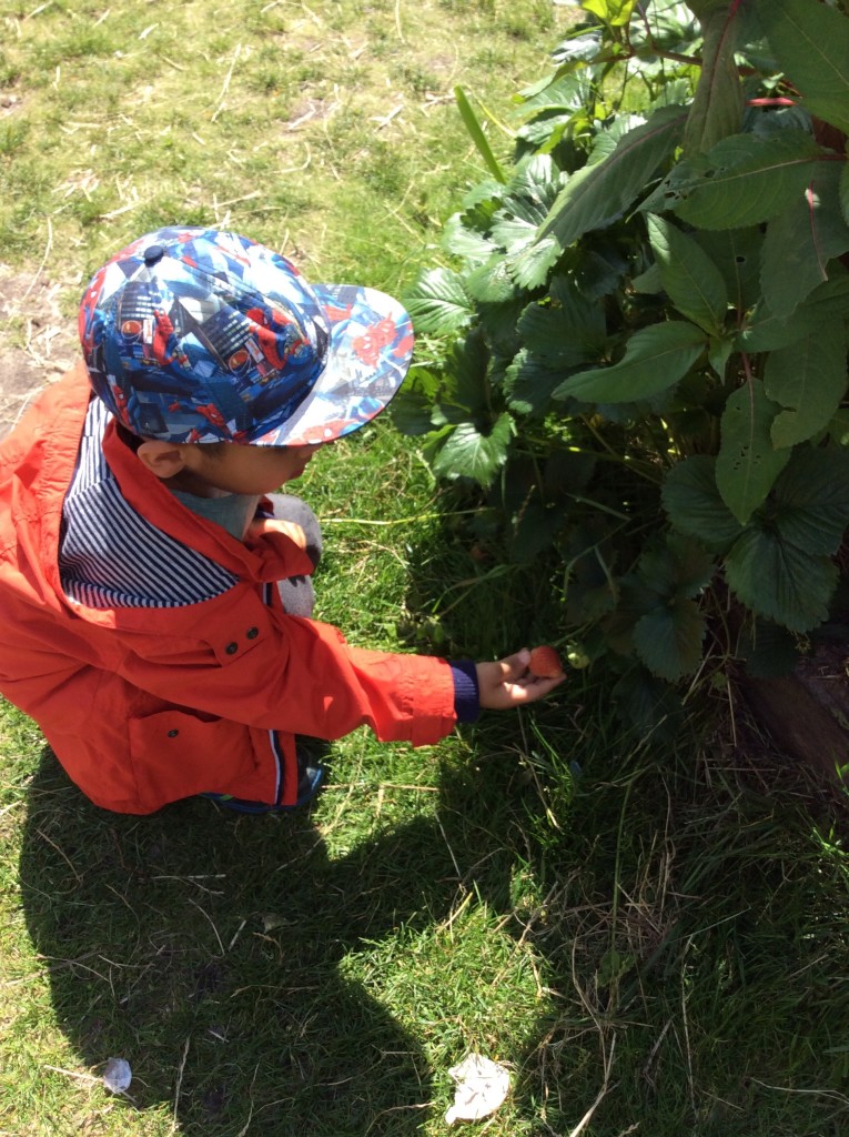 Our Strawberries are coming on nicely.