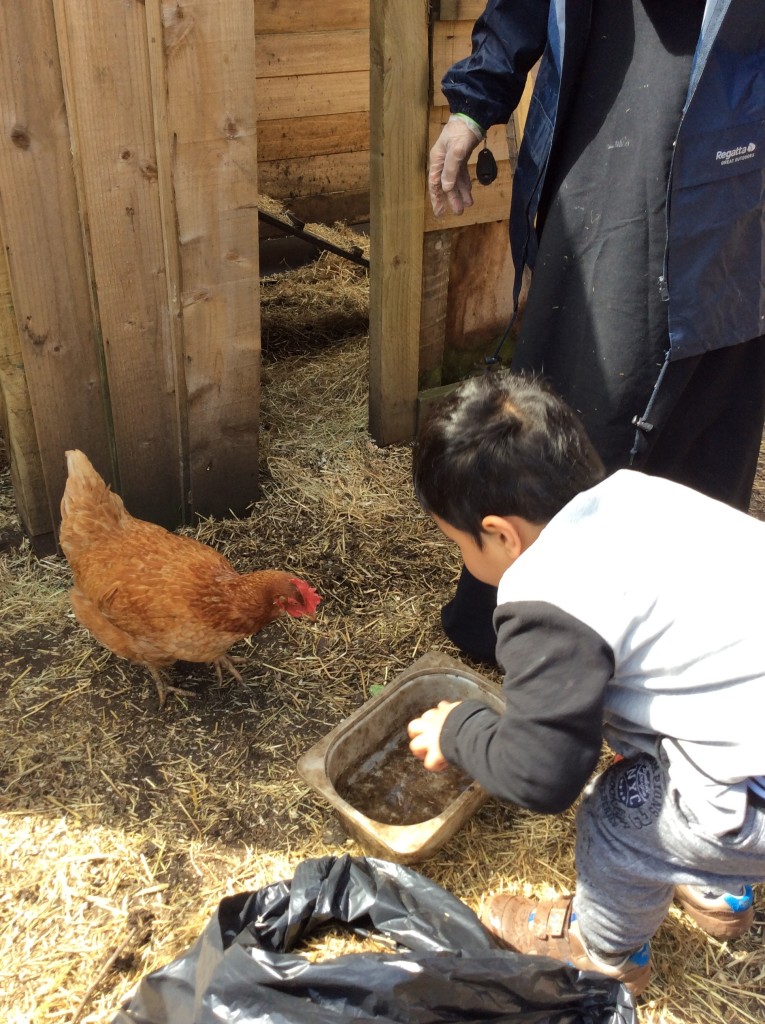 It is important to give chickens water to drink, it helps them grow and stay healthy.