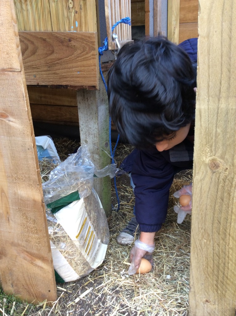 We love the chickens and the chickens love us, sometimes they give us eggs to say 'Thank you'.