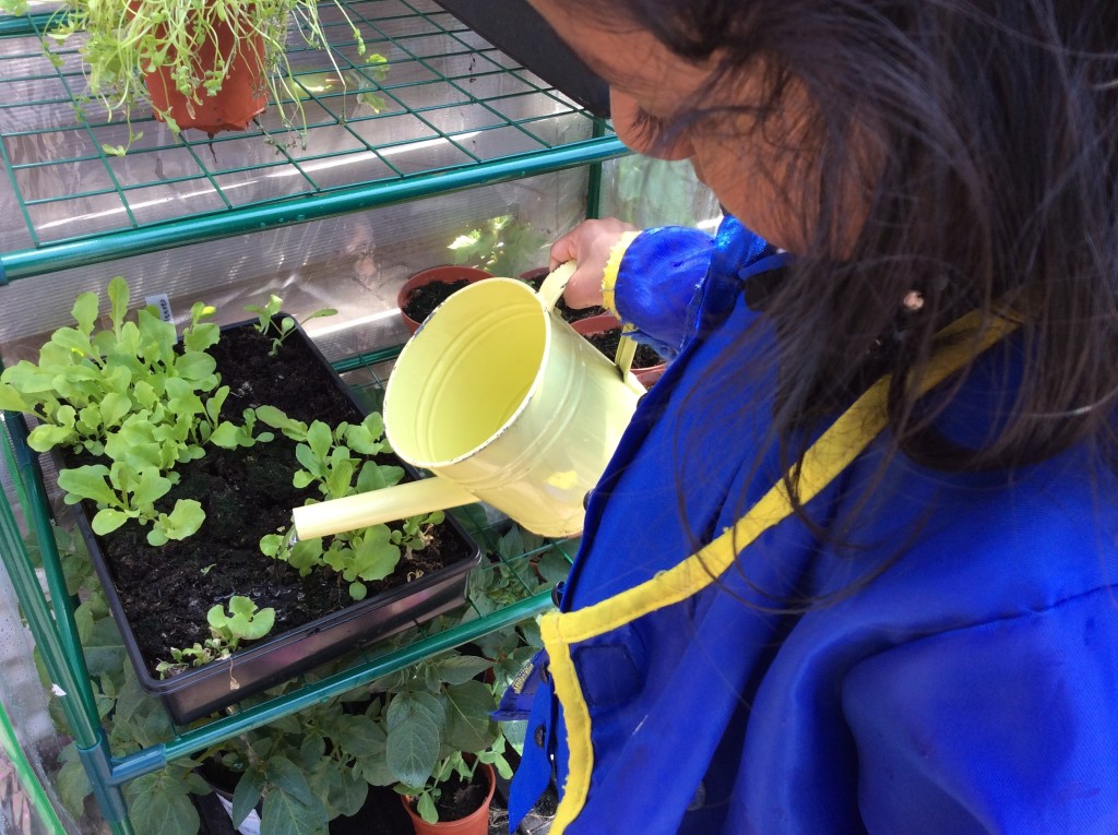Watering our lettuce.