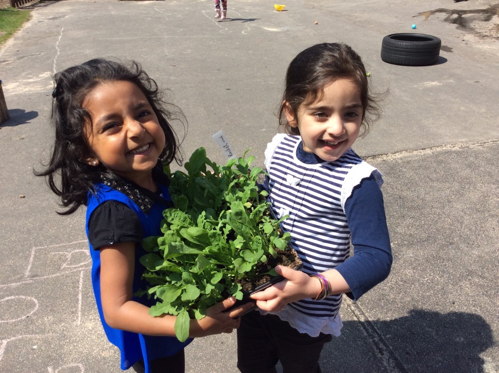 Our Lettuce has grown and grown.