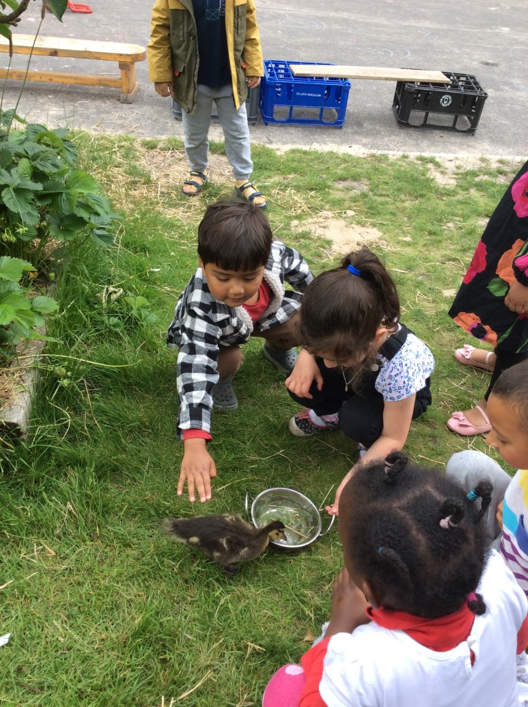 One of our parents rescued a duckling from the motorway, our children welcome him into the nursery.