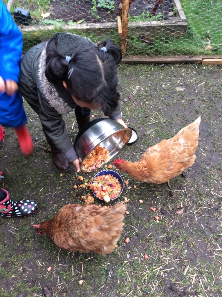 Feeding the chickens. We like taking care of them.