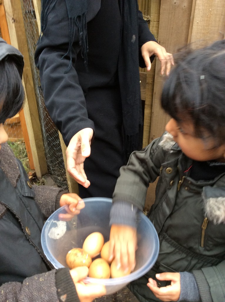 Collecting eggs after a holiday break.