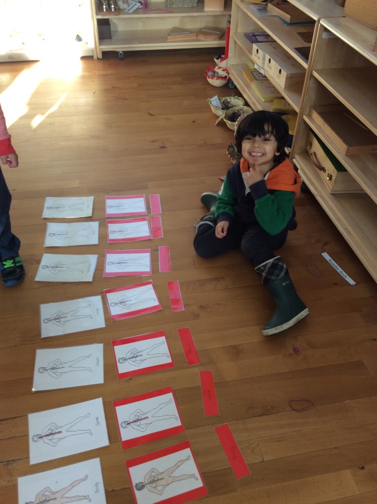 Classification cards : Parts of the body.