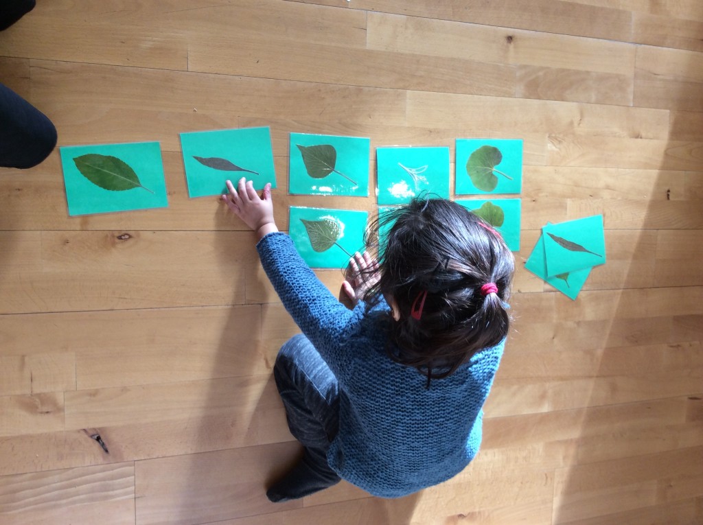 Matching Pressed Leaves