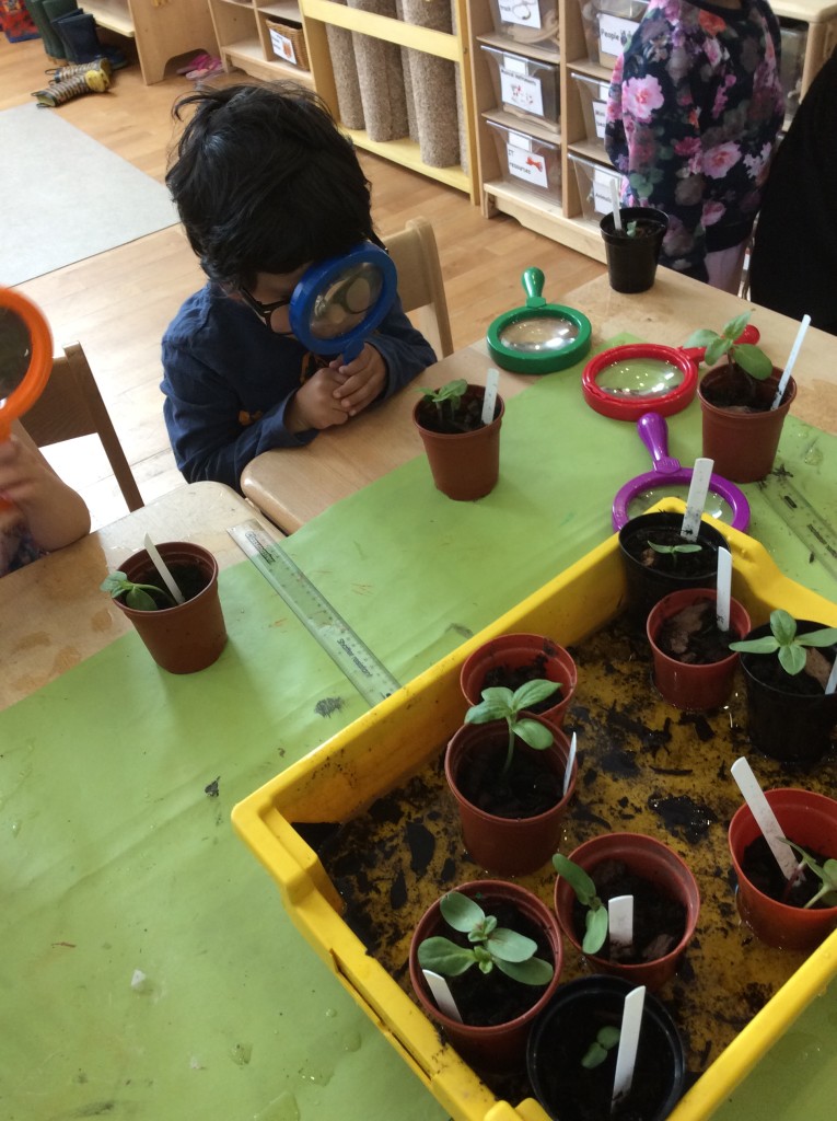 Investigating our sunflower shoots.