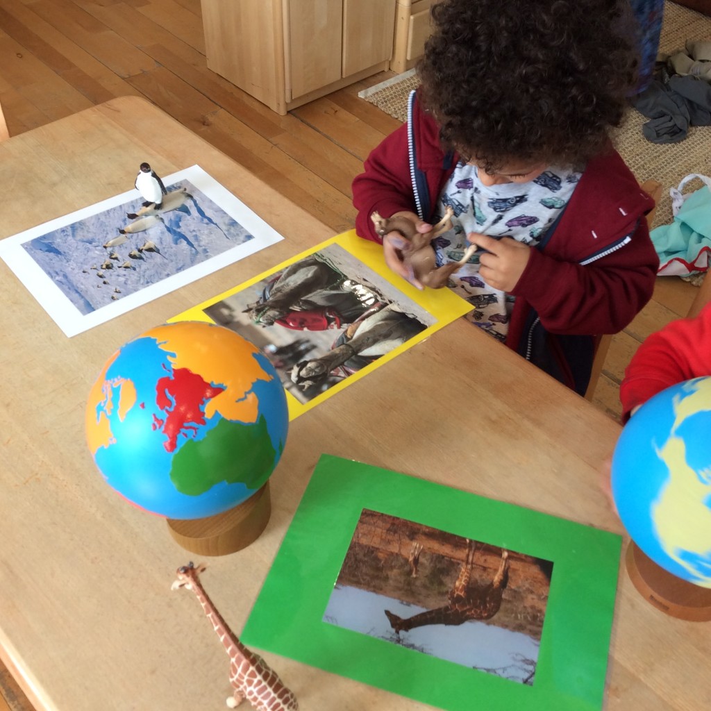 Working with animals and the continent cards and continent globe 
